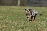 BERGER AUSTRALIEN PUPPIES 706